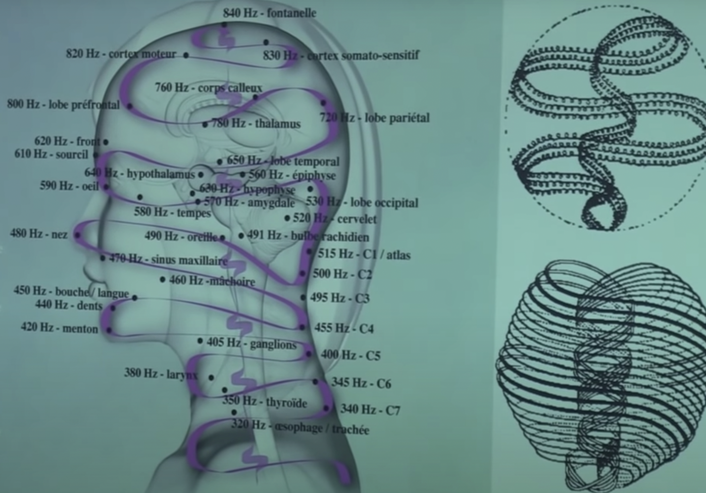 Physiologie moléculaire et intégrative sur la DMT oscillée dans le cerveau des mammifères…. la preuve que la DMT est produite dans la glande pinéale (Jimo Borjigin).